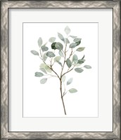 Framed 'Seaglass Eucalyptus II' border=