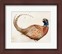 Framed Pheasantry I