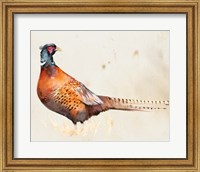 Framed Pheasantry II