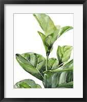 Framed Fiddle Fig I