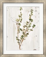 Framed Antique Earthtone Herbs II