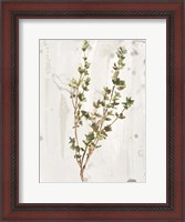 Framed Antique Earthtone Herbs II