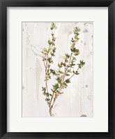 Framed Antique Earthtone Herbs II