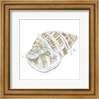 Framed Citron Shell Sketch I