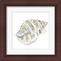 Framed Citron Shell Sketch I