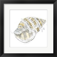 Framed Citron Shell Sketch I