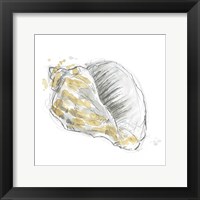 Framed Citron Shell Sketch III