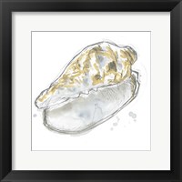 Framed Citron Shell Sketch IV