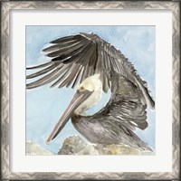 Framed Soft Brown Pelican II