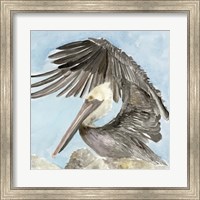 Framed Soft Brown Pelican II