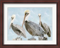 Framed Soft Brown Pelican III