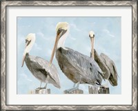 Framed Soft Brown Pelican III