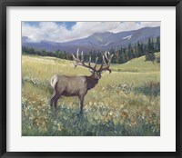 Framed Rocky Mountain Elk I