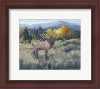 Framed Rocky Mountain Elk II