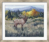 Framed Rocky Mountain Elk II