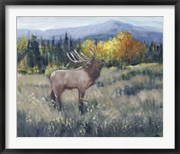 Framed Rocky Mountain Elk II