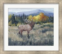 Framed Rocky Mountain Elk II