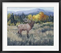 Framed Rocky Mountain Elk II