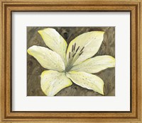 Framed Neutral Lily I