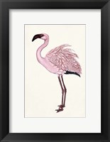 Framed Striking Flamingo II