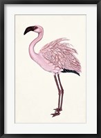Framed Striking Flamingo II
