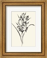 Framed Ink Wash Floral II - Gladiolus