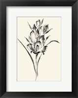 Framed Ink Wash Floral II - Gladiolus