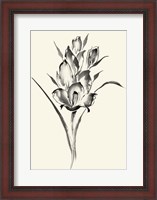 Framed Ink Wash Floral II - Gladiolus
