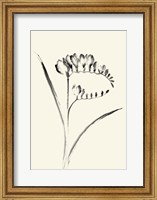 Framed Ink Wash Floral VI - Freesia