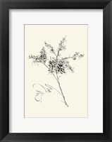 Framed Ink Wash Floral VII - Forsythia