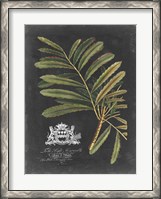 Framed Royal Foliage II