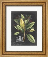 Framed Royal Foliage IV