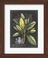 Framed Royal Foliage IV