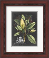 Framed Royal Foliage IV