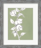 Framed 'Botanic Drawing II' border=