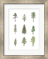 Framed Collected Pines I