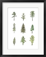 Framed Collected Pines I