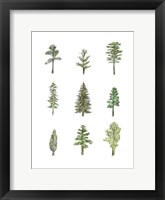 Framed Collected Pines I