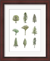 Framed Collected Pines II
