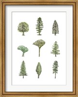 Framed Collected Pines II