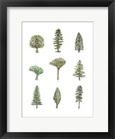 Framed Collected Pines II