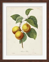 Framed Redoute's Fruit I
