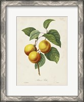 Framed Redoute's Fruit I