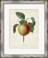 Framed Redoute's Fruit IV