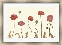 Framed Coral Poppy Display I