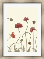 Framed Coral Poppy Display III