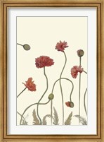 Framed Coral Poppy Display III