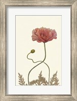 Framed Coral Poppy Display IV