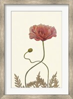 Framed Coral Poppy Display IV