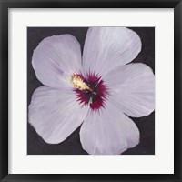 Framed Hibiscus Portrait I